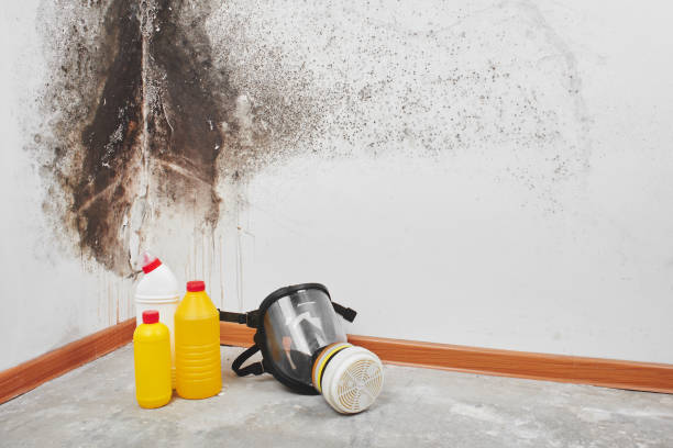Best Mold Testing and Inspection Services in Florin, CA