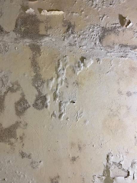 Best Black Mold Remediation in Florin, CA
