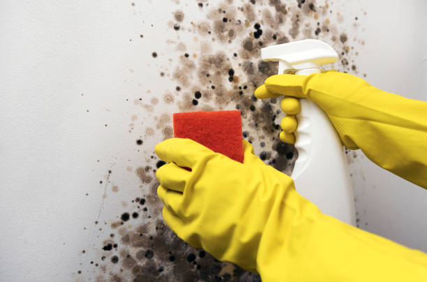 Best Crawl Space Mold Remediation in Florin, CA