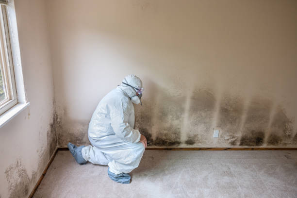Best Commercial Mold Remediation in Florin, CA